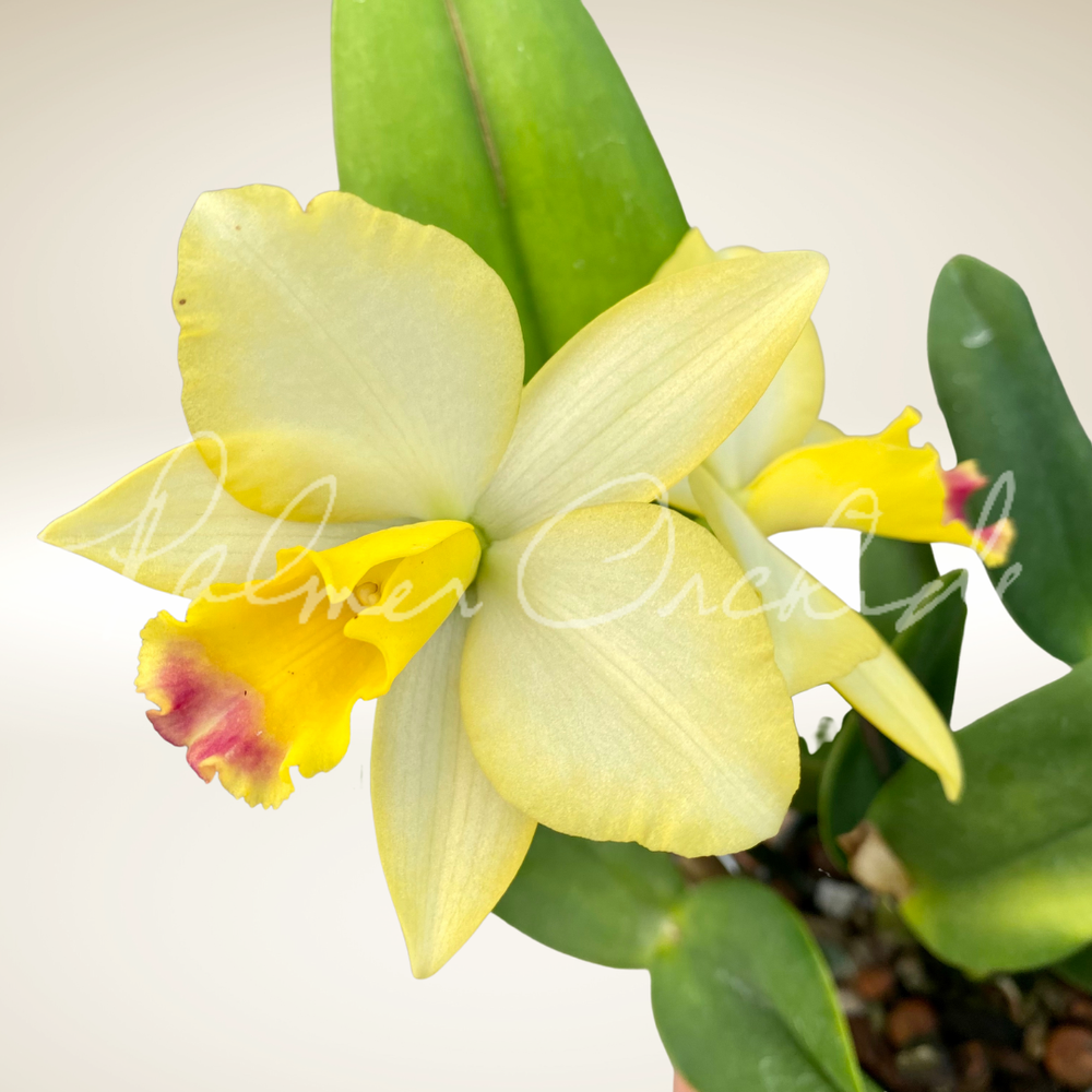 Ctt. Tropical Aurora-Rth. What About Love — Palmer Orchids